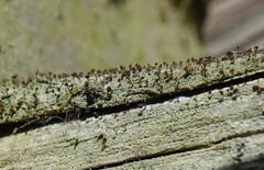 Chaenotheca trichialis