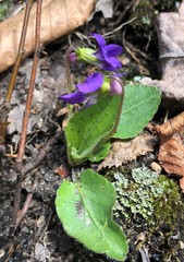 Viola fimbriatula