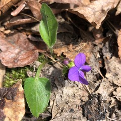 Viola fimbriatula
