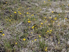 Pentachaeta aurea aurea