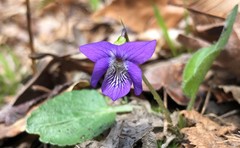 Viola fimbriatula