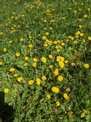 Taraxacum officinale