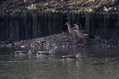 Alopochen aegyptiaca