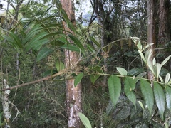 Toxicodendron striatum