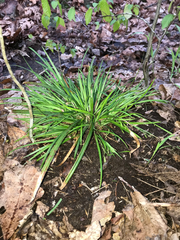 Carex cumberlandensis