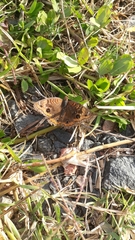 Lepidoptera