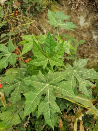 Cnidoscolus aconitifolius