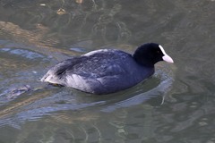 Fulica atra