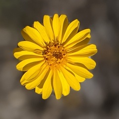 Pentachaeta aurea aurea