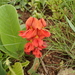 Scarlet Eriosema - Photo no rights reserved, uploaded by Peter Warren