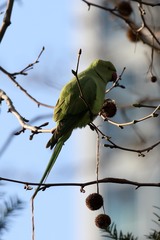 Psittacula krameri