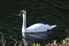 Cygnus olor