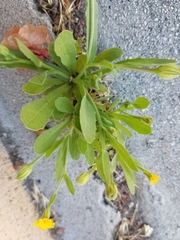 Hedypnois rhagadioloides