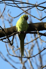 Psittacula krameri