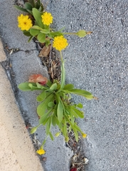 Hedypnois rhagadioloides