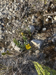 Thamnochortus insignis