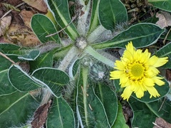Pilosella officinarum