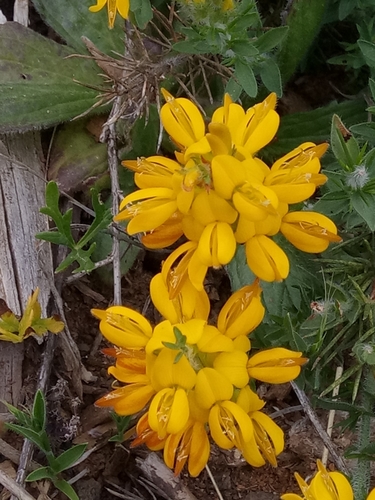 Genista ulicina image