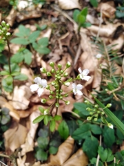 Cardamine trifolia