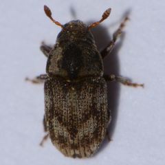 Hylesinus aculeatus