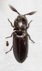 Pseudotetralobus australasiae