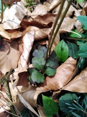 Cardamine trifolia