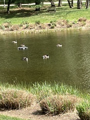 Branta canadensis