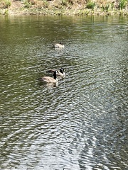 Branta canadensis