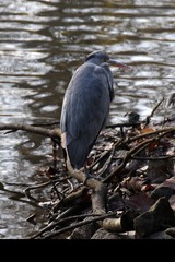 Ardea cinerea