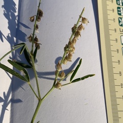 Crotalaria sphaerocarpa