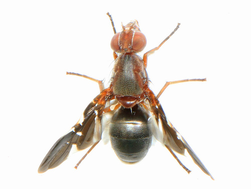 Common picture-winged fly