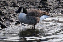 Branta canadensis