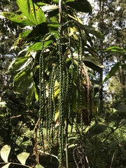 Chamaedorea pinnatifrons