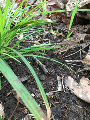 Carex cumberlandensis