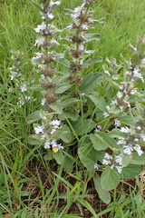 Ajuga ophrydis
