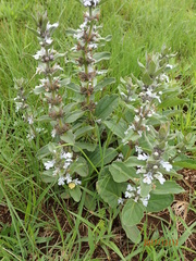 Ajuga ophrydis