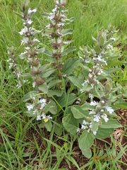Ajuga ophrydis