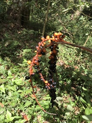 Chamaedorea pinnatifrons