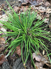 Carex cumberlandensis