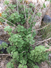 Pseudodictamnus undulatus