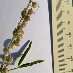 Crotalaria sphaerocarpa