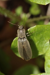 Agriotes pilosellus