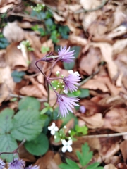 Soldanella montana