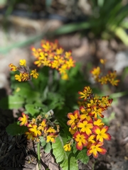 Angiospermae