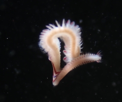 Paranaitis polynoides