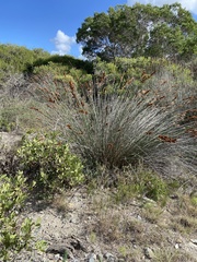 Thamnochortus insignis
