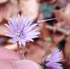 Soldanella montana