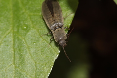 Agriotes pilosellus