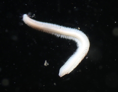 Paranaitis polynoides