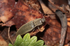 Agriotes pilosellus